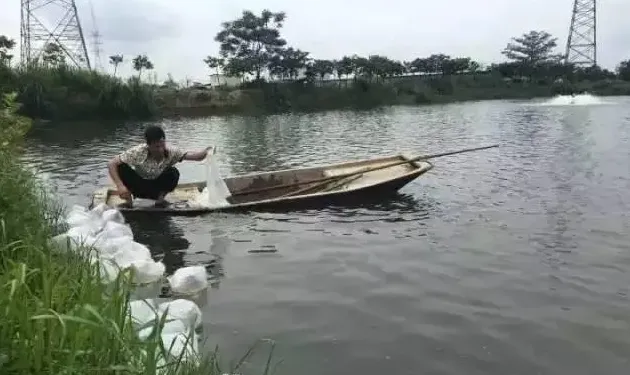 手把手教你如何提高南美白对虾塘下苗成数步骤