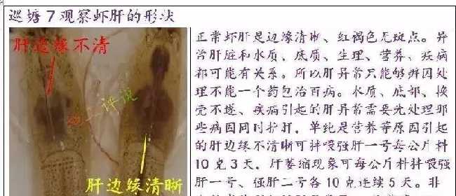 夏造对虾长不大？看看是不是这四大方面的原因！