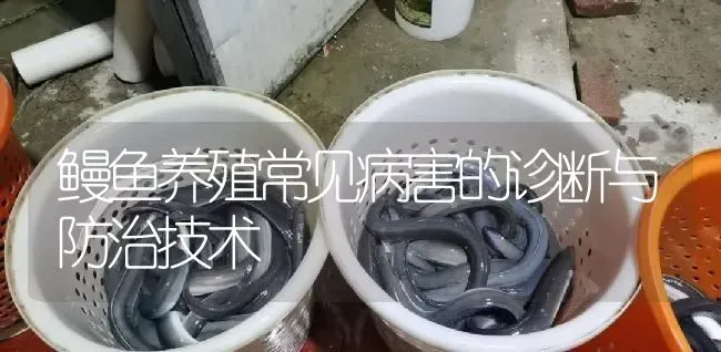 鳗鱼养殖常见病害的诊断与防治技术 | 淡水养殖