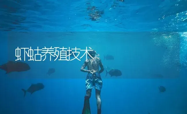 虾蛄养殖技术 | 海水养殖