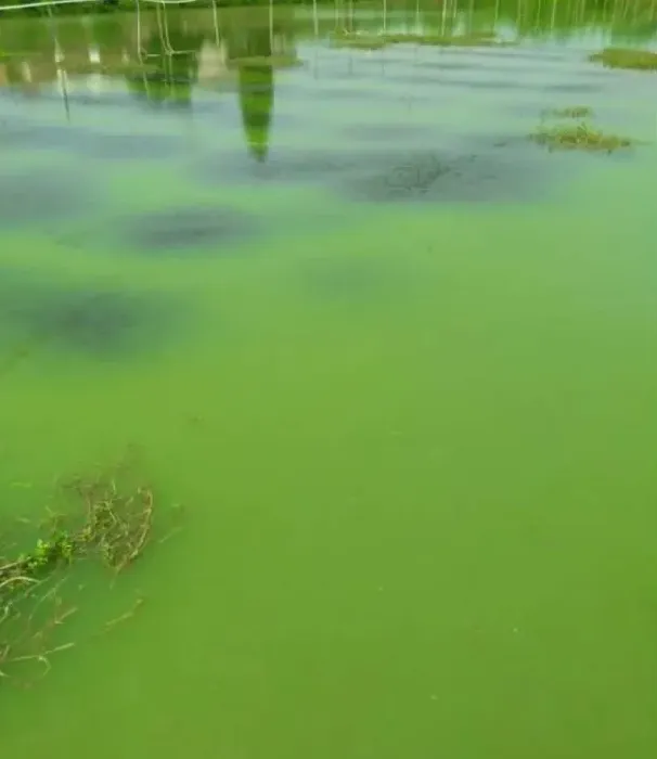 浅谈河蟹塘蓝藻防控方法