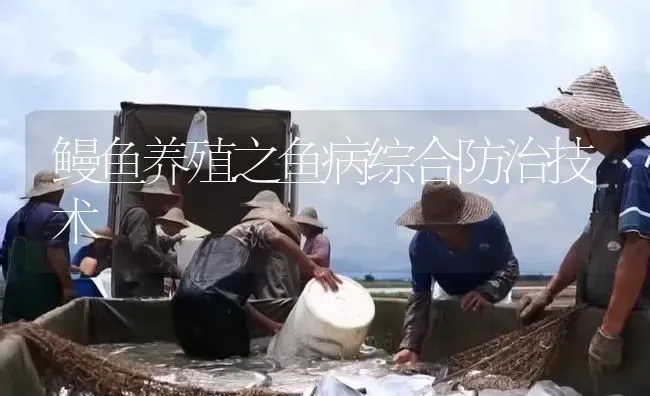 鳗鱼养殖之鱼病综合防治技术 | 淡水养殖