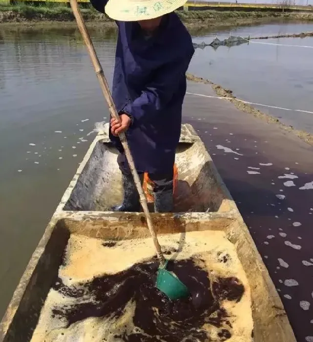 冬季小龙虾管理的好坏决定着明年小龙虾苗种的产量和质量