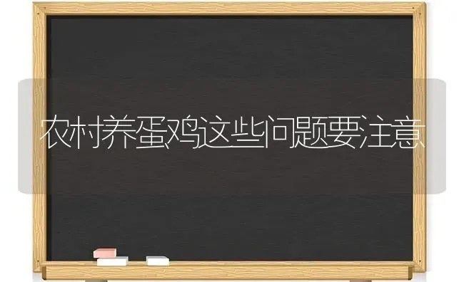 农村养蛋鸡这些问题要注意 | 家禽养殖
