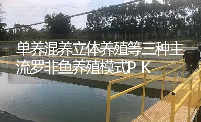 单养混养立体养殖等三种主流罗非鱼养殖模式PK | 淡水养殖