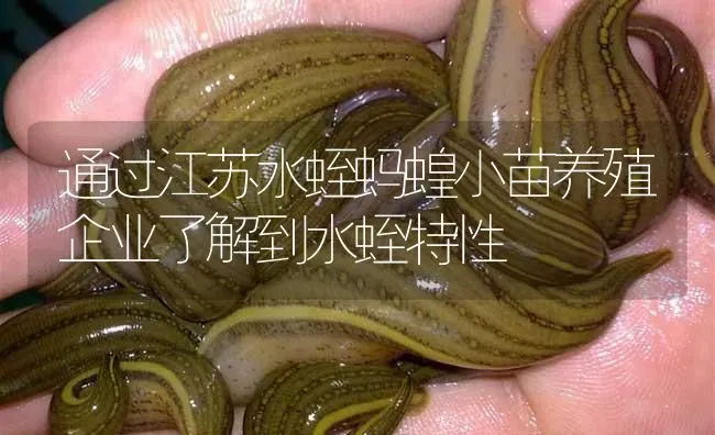 通过江苏水蛭蚂蝗小苗养殖企业了解到水蛭特性 | 特种养殖