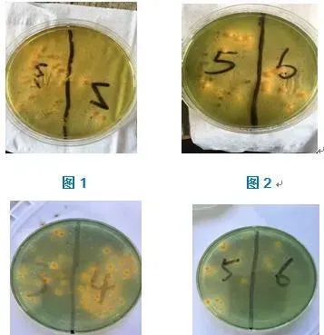 工厂化养殖南美白对虾，靓底出鞘，弧菌杀杀杀！！