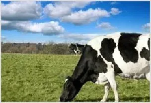 奶牛乳房冻伤的防治方法 | 动物养殖资料