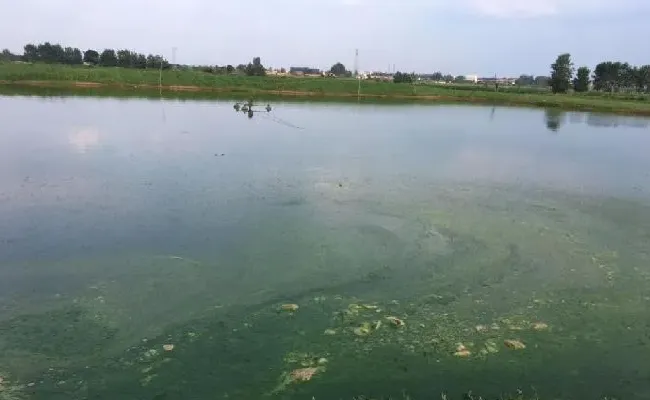 【淡水鱼专题】连续高温天气养鱼池塘的管理建议