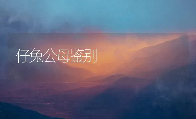 仔兔公母鉴别 | 家畜养殖
