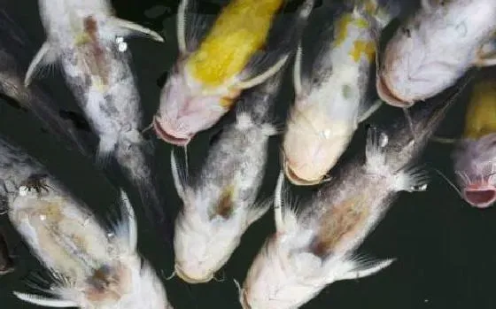 黄颡鱼、鲶鱼、河豚等肉食性鱼类烂鳃烂尾病浅析