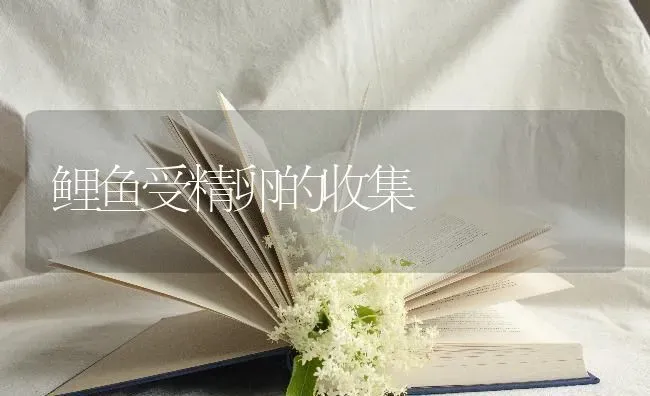 鲤鱼受精卵的收集 | 淡水养殖