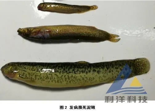 患病泥鳅分离出停乳链球菌