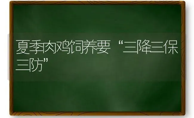 夏季肉鸡饲养要“三降三保三防” | 家禽养殖