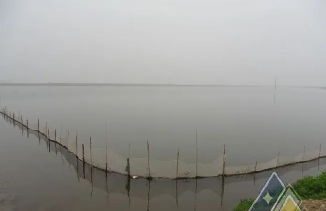 连续阴雨后晴天海蜇发生气泡病