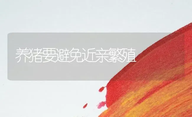 养猪要避免近亲繁殖 | 家畜养殖