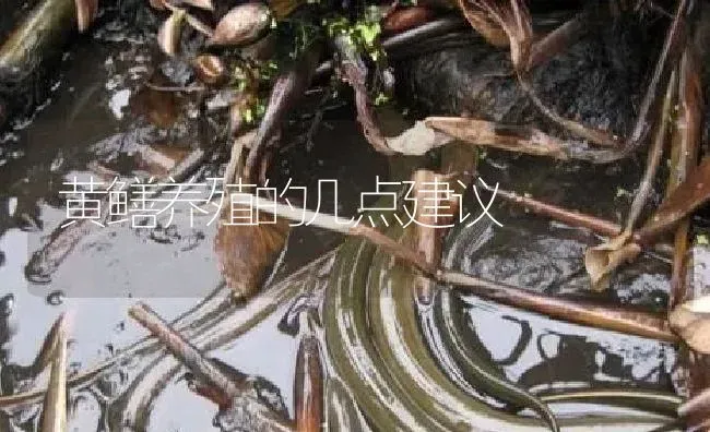 黄鳝养殖的几点建议 | 淡水养殖