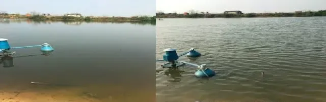 低温阴雨天气池塘肥水难的处理方法