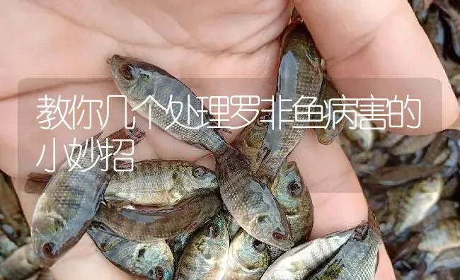 教你几个处理罗非鱼病害的小妙招 | 淡水养殖