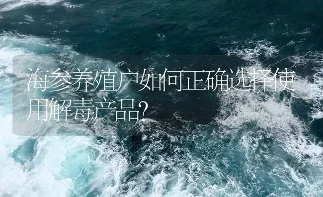海参养殖户如何正确选择使用解毒产品？ | 海水养殖
