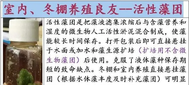 养殖户怎么能在需要的时间拿到新鲜的、杠杠的藻种