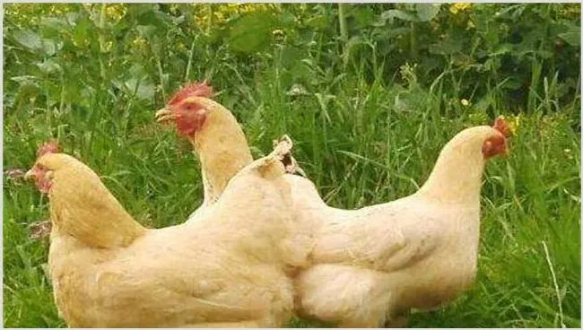 肉鸡养殖的优势 | 农业养殖技术