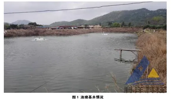 雨后转晴，请谨防泥鳅“气泡病”