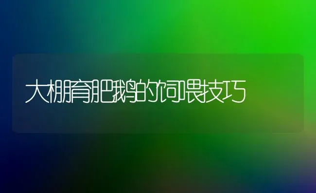 大棚育肥鹅的饲喂技巧 | 家禽养殖