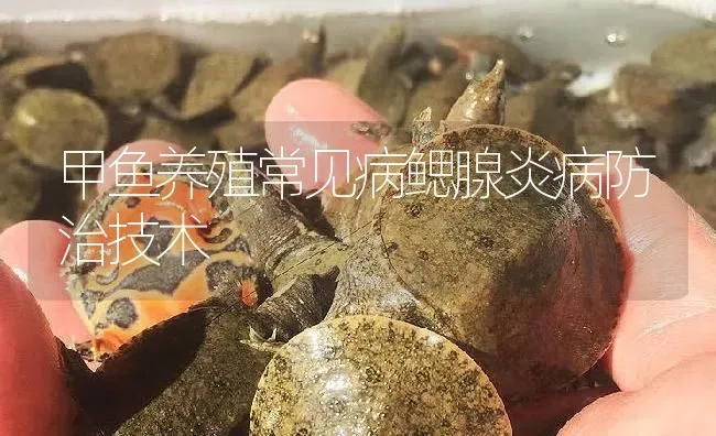 甲鱼养殖常见病鳃腺炎病防治技术 | 淡水养殖