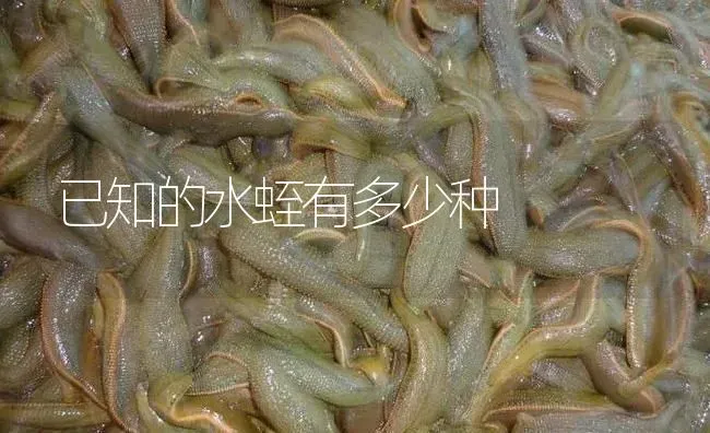 已知的水蛭有多少种 | 特种养殖