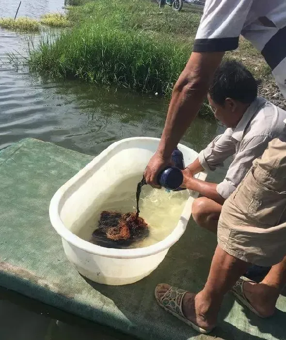 小龙虾养殖户如何减少地笼中闷死的虾