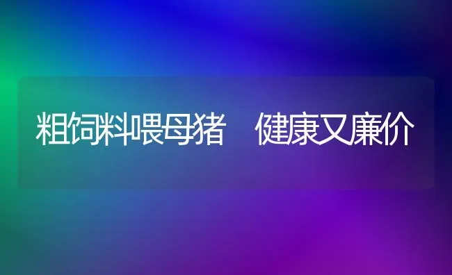 粗饲料喂母猪 健康又廉价 | 家畜养殖