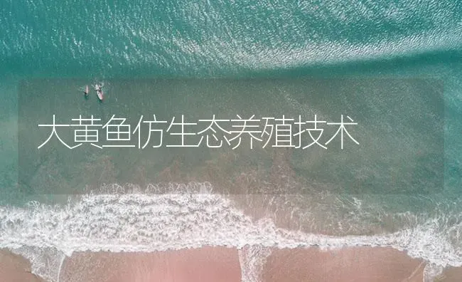 大黄鱼仿生态养殖技术 | 海水养殖