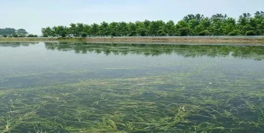 高温如何预防河蟹上岸以及上草头