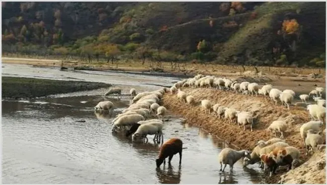 养羊喂水注意什么？要求有哪些 | 动物养殖资料