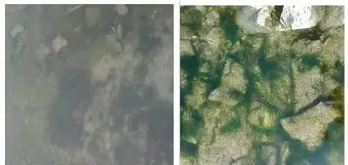 秋季海参促下礁及助生长方案
