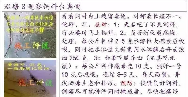 夏造对虾长不大？看看是不是这四大方面的原因！