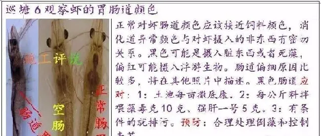 夏造对虾长不大？看看是不是这四大方面的原因！
