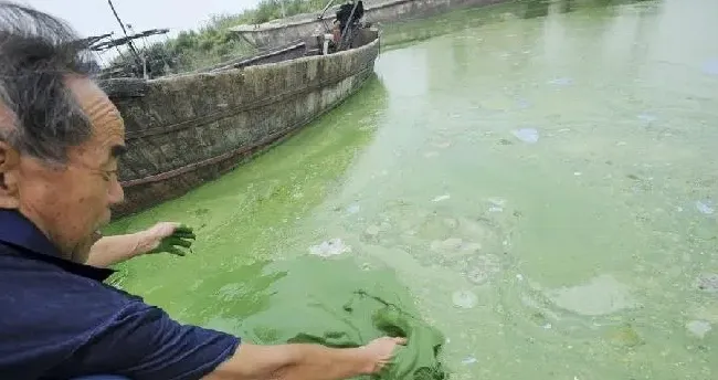 简析蓝藻暴发的成因和处理方法：让养鱼人见之心烦又避之不了且挥之不去！