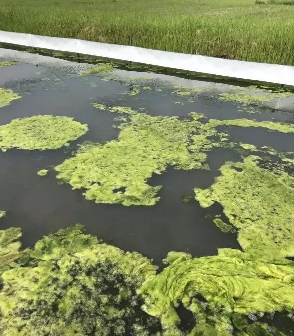 5月份河蟹池塘管理要点解析