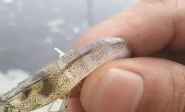 水产杂谈丨论南美白对虾发病前的信号