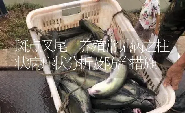 斑点叉尾鮰养殖常见病之柱状病症状分析及防治措施 | 淡水养殖