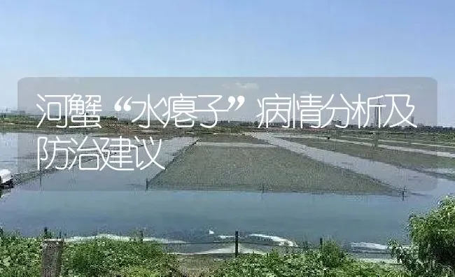 河蟹“水瘪子”病情分析及防治建议 | 淡水养殖