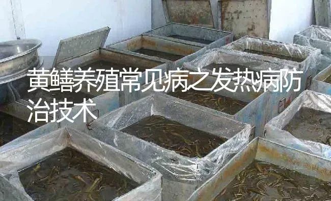 黄鳝养殖常见病之发热病防治技术 | 淡水养殖