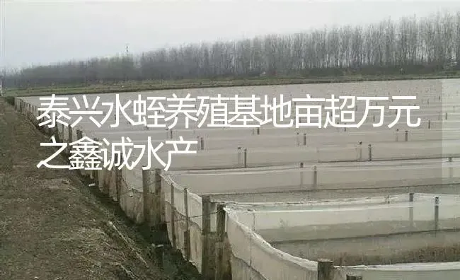 泰兴水蛭养殖基地亩超万元之鑫诚水产 | 特种养殖