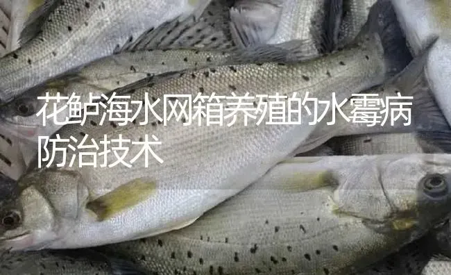 花鲈海水网箱养殖的水霉病防治技术 | 淡水养殖