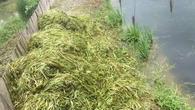 河蟹池塘梅雨季节管理要点