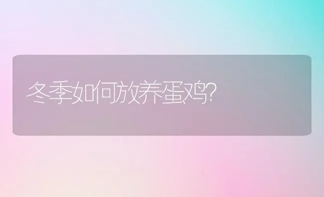 冬季如何放养蛋鸡？ | 家禽养殖