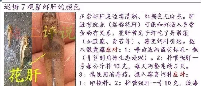 夏造对虾长不大？看看是不是这四大方面的原因！