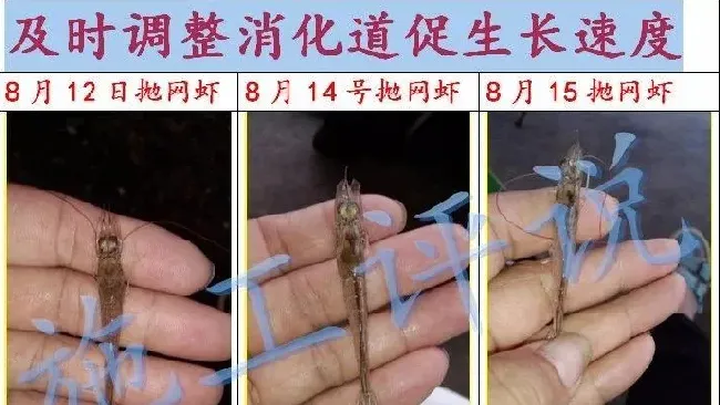 夏造对虾长不大？看看是不是这四大方面的原因！